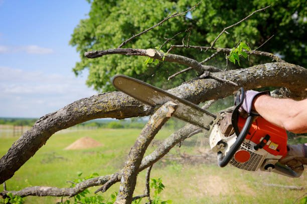 best tauranga arborist