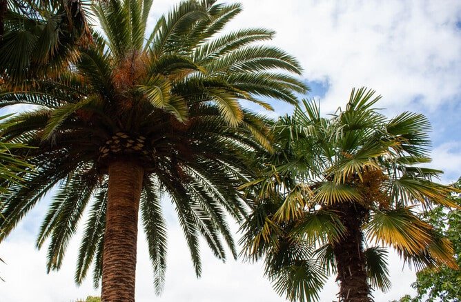 palm tree removal in new zealand