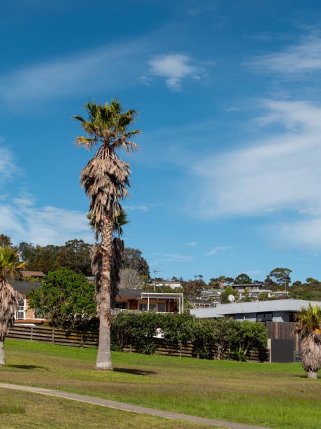 palm trees in new zealand