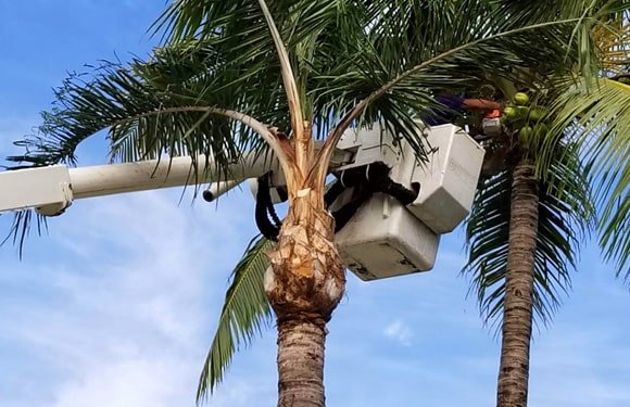 palm tree removal