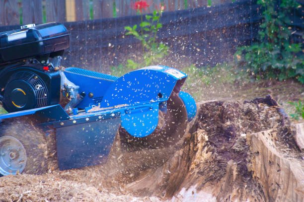 stump grinding in tauranga