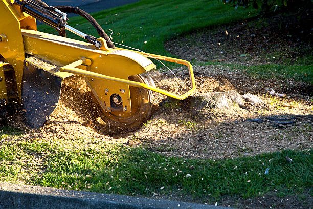 stump grinding service in tauranga