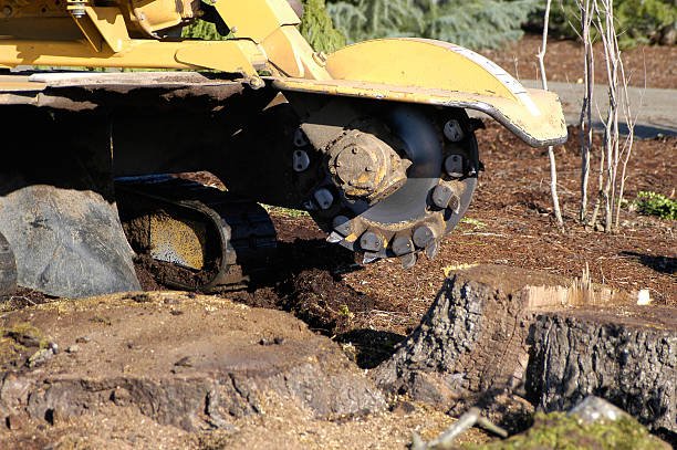 stump grinding tauranga service