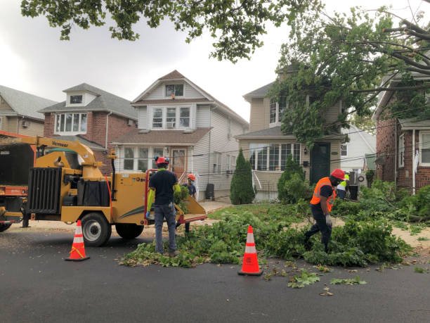 tree cutting