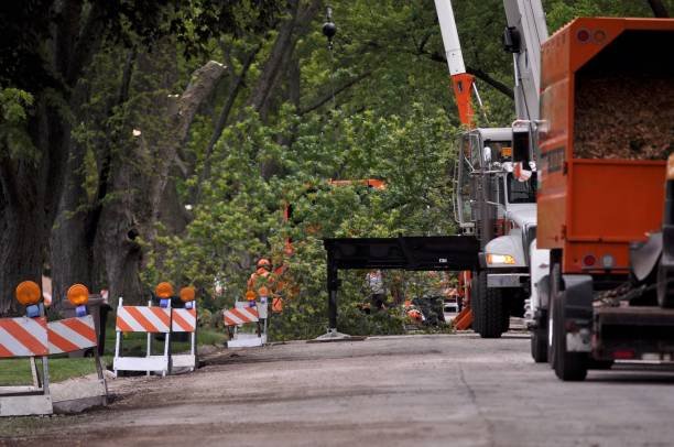 tree service tauranga